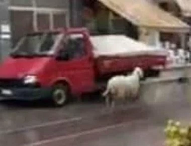 Νέα Μηχανιώνα: Πρόβατο έτρεχε πάνω στο δρόμο - Στο... τσακ αποφεύχθηκε το τρακάρισμα με Ι.Χ.! (βίντεο)